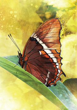 Butterfly-Affirmations-4