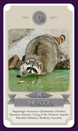 Raccoon Tarot Reviews & Images | Aeclectic Tarot