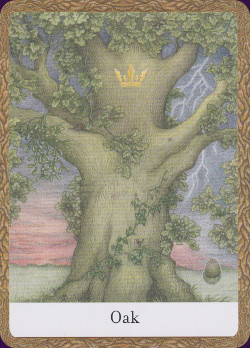 Wisdom-of-the-Trees-Oracle-6