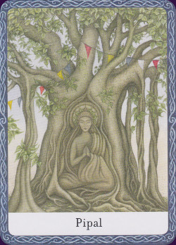 Wisdom-of-the-Trees-Oracle-7